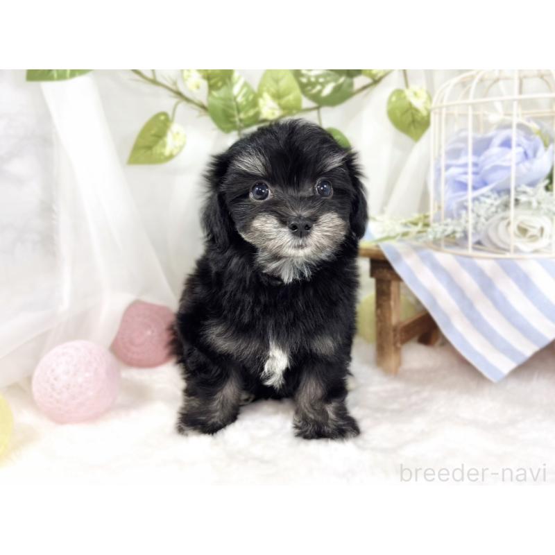 成約済の滋賀県のチワマル:チワワ×マルチーズ-441160の4枚目