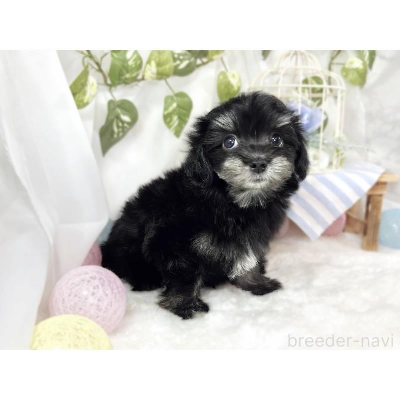 成約済の滋賀県のチワマル:チワワ×マルチーズ-441160の3枚目