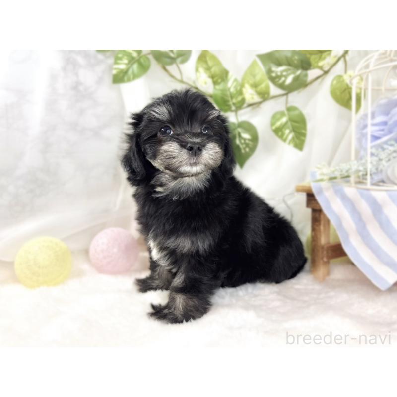 成約済の滋賀県のチワマル:チワワ×マルチーズ-441160の2枚目