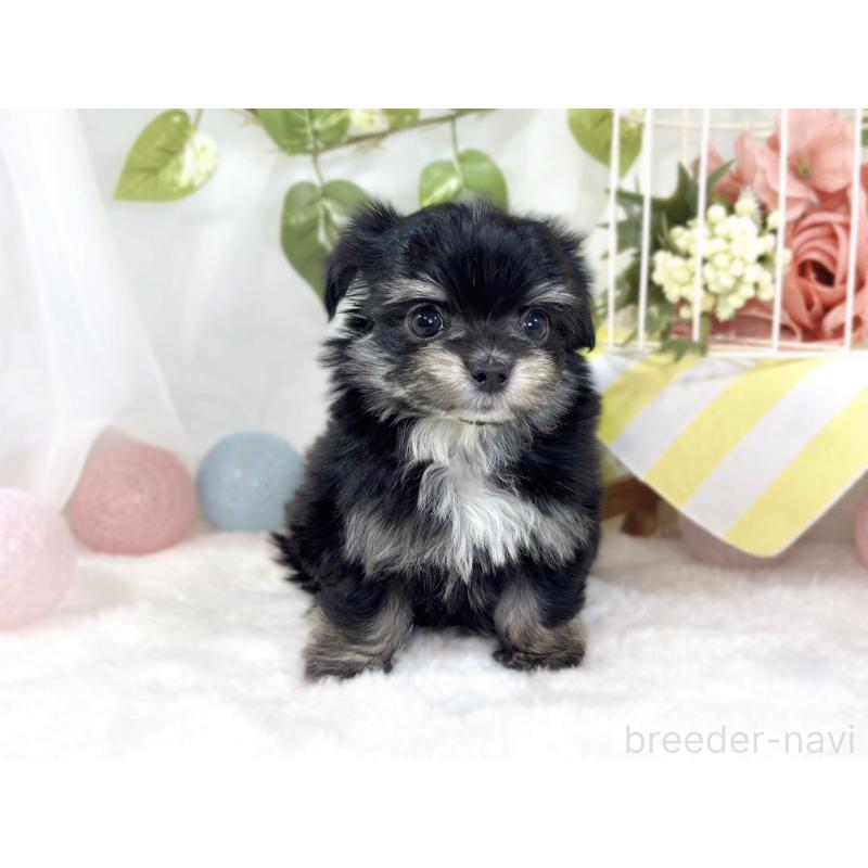 成約済の滋賀県のチワマル:チワワ×マルチーズ-441161の4枚目