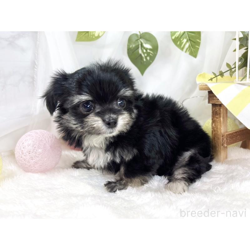 成約済の滋賀県のチワマル:チワワ×マルチーズ-441161の3枚目