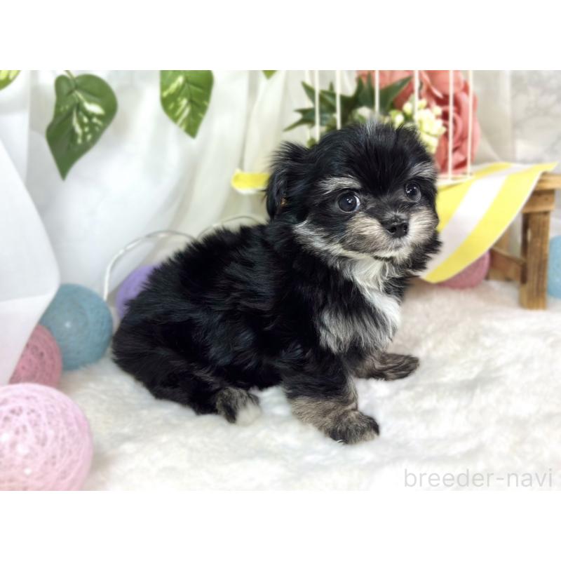 成約済の滋賀県のチワマル:チワワ×マルチーズ-441161の2枚目