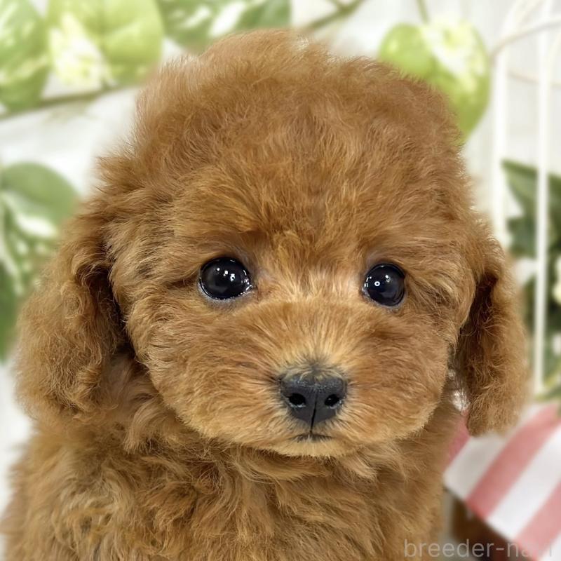 ♀︎トイプードル