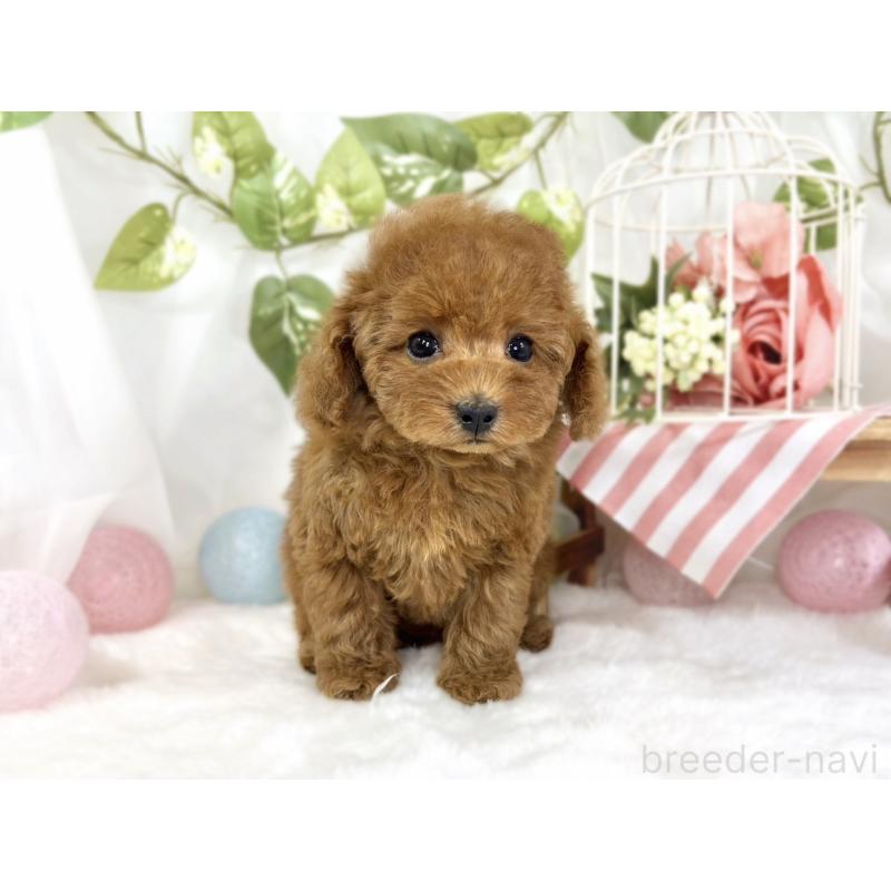 成約済の滋賀県のトイプードル-441162の4枚目