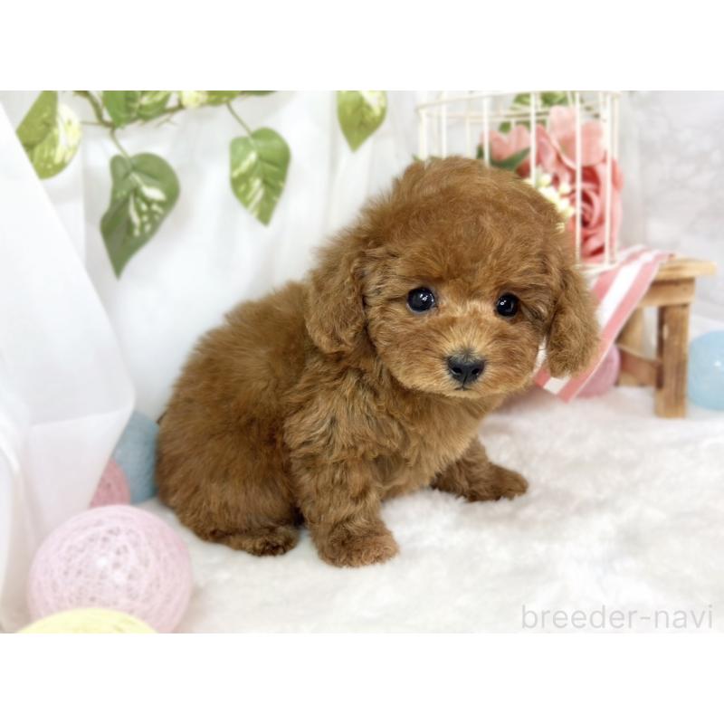 成約済の滋賀県のトイプードル-441162の2枚目