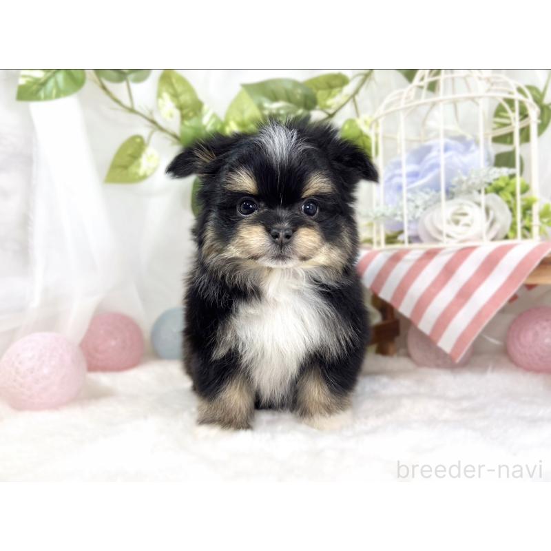 成約済の滋賀県のポメマル:ポメラニアン×マルチーズ-441163の4枚目