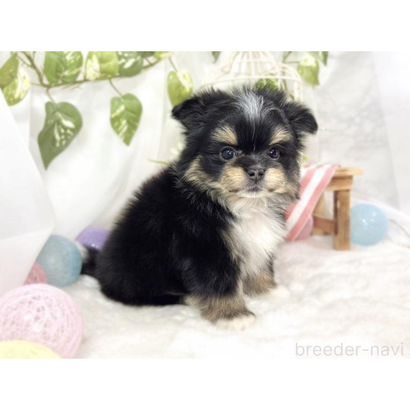 成約済の滋賀県のポメマル:ポメラニアン×マルチーズ-441163の3枚目