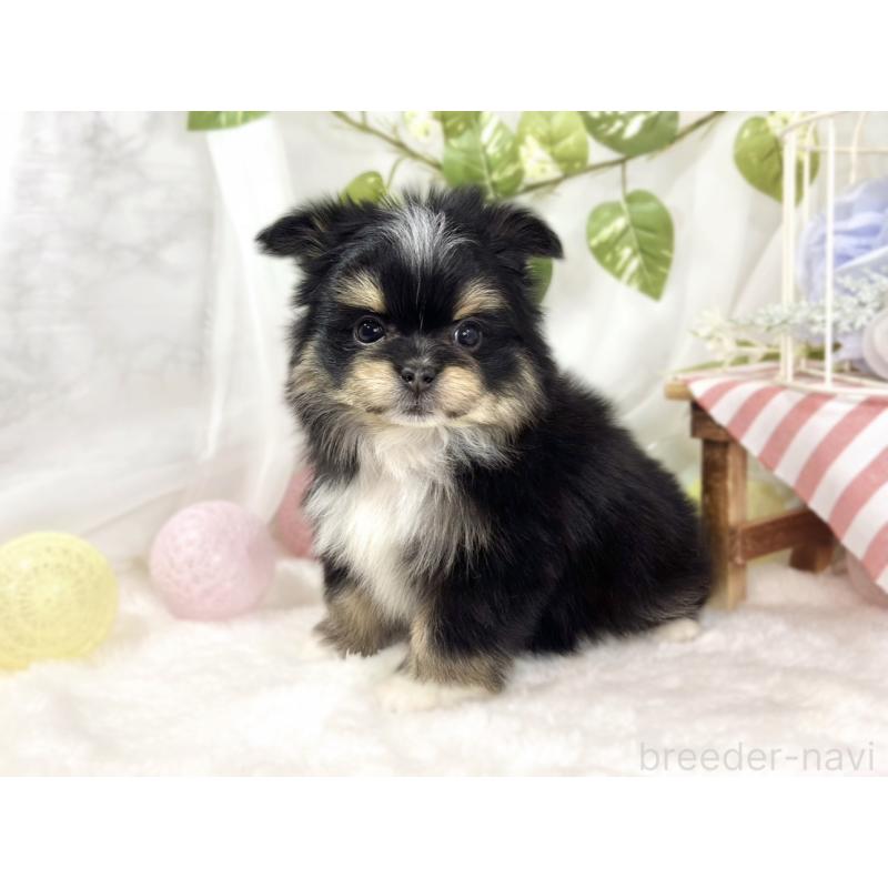 成約済の滋賀県のポメマル:ポメラニアン×マルチーズ-441163の2枚目