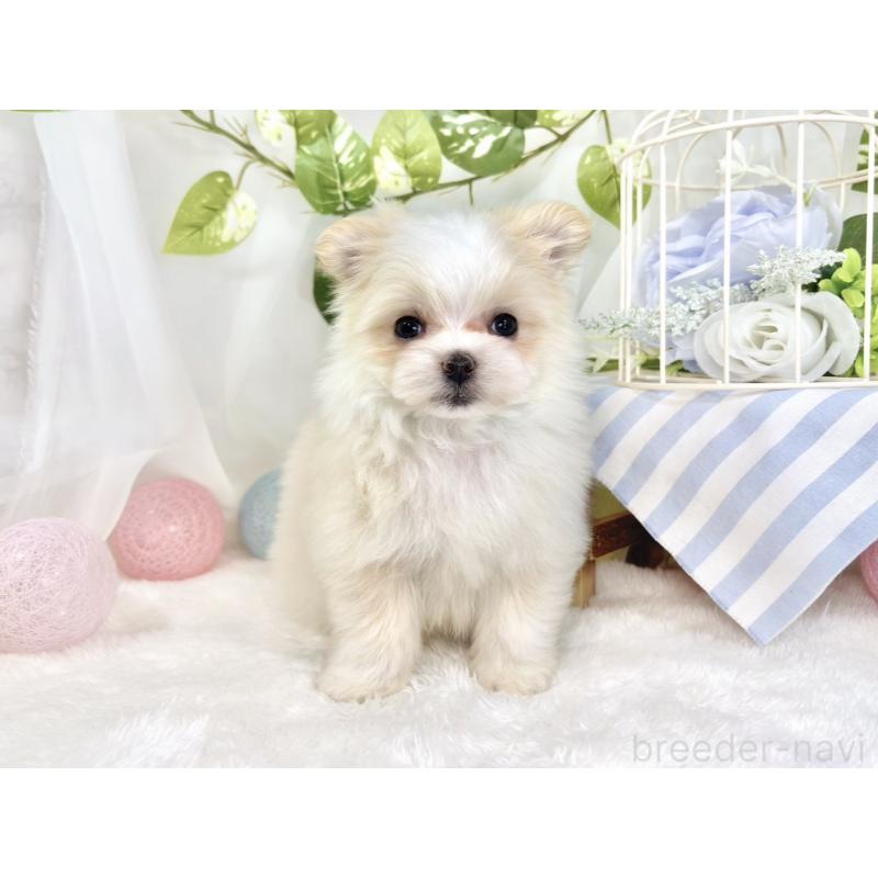 成約済の滋賀県のポメマル:ポメラニアン×マルチーズ-441164の4枚目