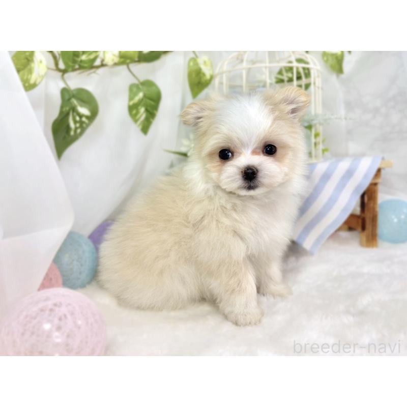 成約済の滋賀県のポメマル:ポメラニアン×マルチーズ-441164の3枚目