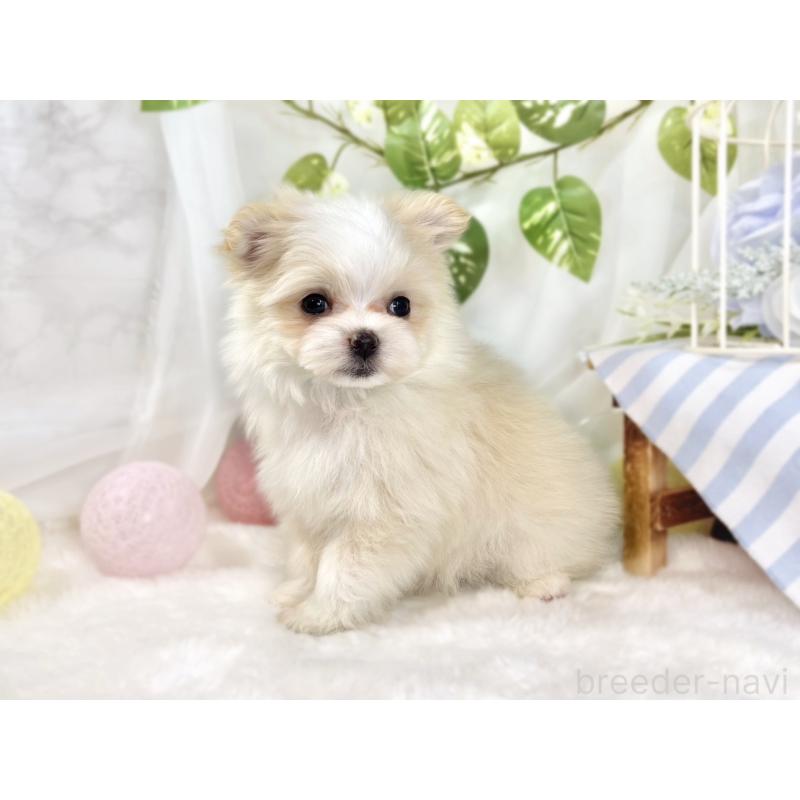 成約済の滋賀県のポメマル:ポメラニアン×マルチーズ-441164の2枚目