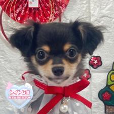 ♀︎チワワ(ロングコート)