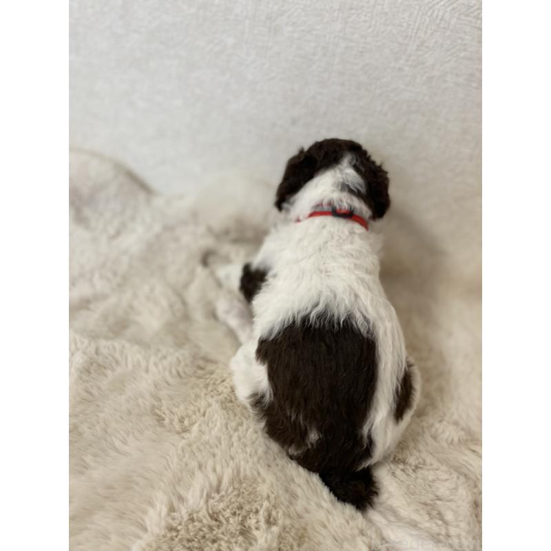 成約済の茨城県のスタンダードプードル-441926の7枚目