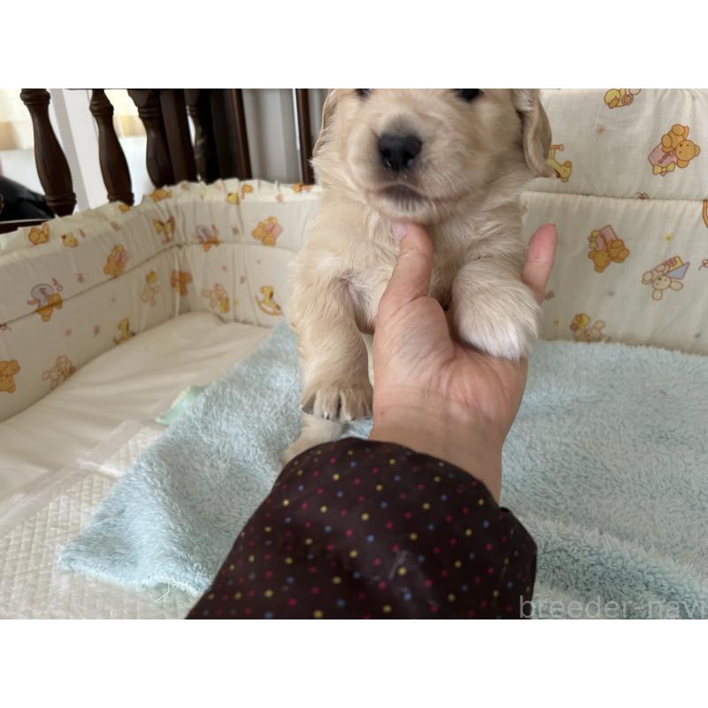 成約済の福岡県のゴールデンレトリーバー-439596の13枚目