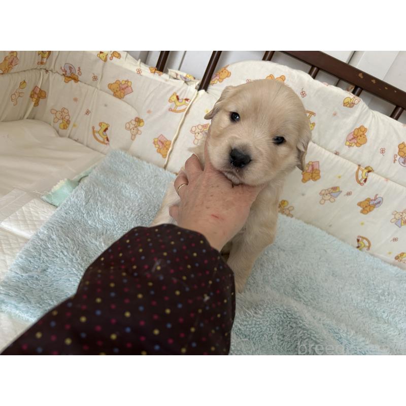 成約済の福岡県のゴールデンレトリーバー-439596の12枚目