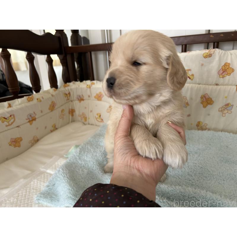 成約済の福岡県のゴールデンレトリーバー-439596の11枚目