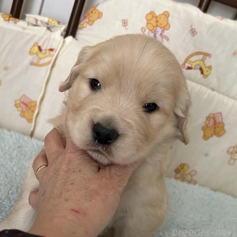 成約済の福岡県のゴールデンレトリーバー-439596の10枚目