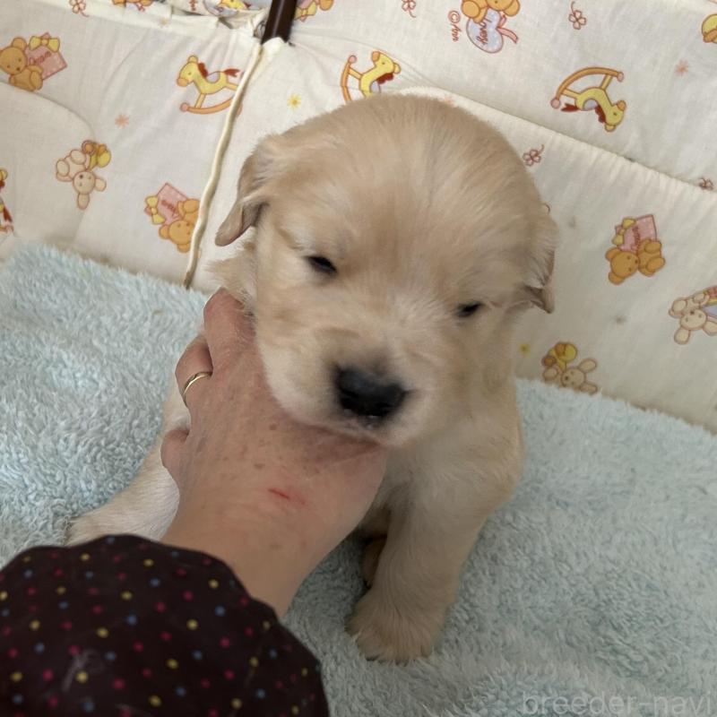 成約済の福岡県のゴールデンレトリーバー-439596の9枚目