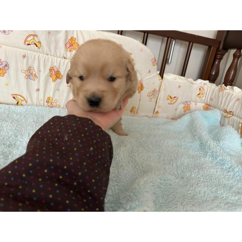 成約済の福岡県のゴールデンレトリーバー-439601の10枚目