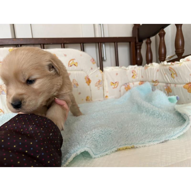 成約済の福岡県のゴールデンレトリーバー-439601の9枚目