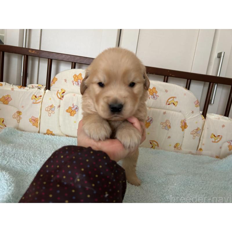 成約済の福岡県のゴールデンレトリーバー-439601の8枚目