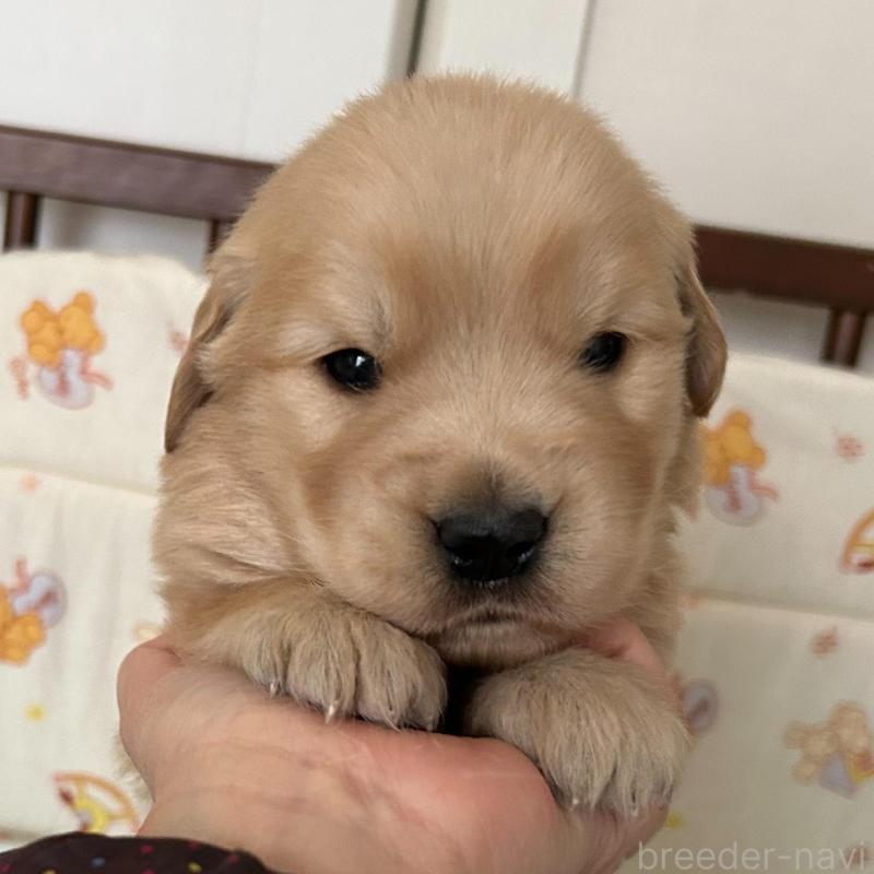 成約済の福岡県のゴールデンレトリーバー-439601の7枚目