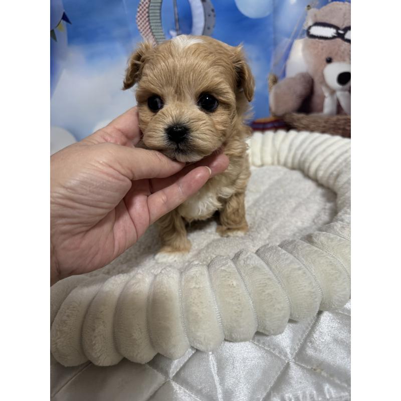 成約済の埼玉県のマルプー:マルチーズ×トイプードル-439575の2枚目