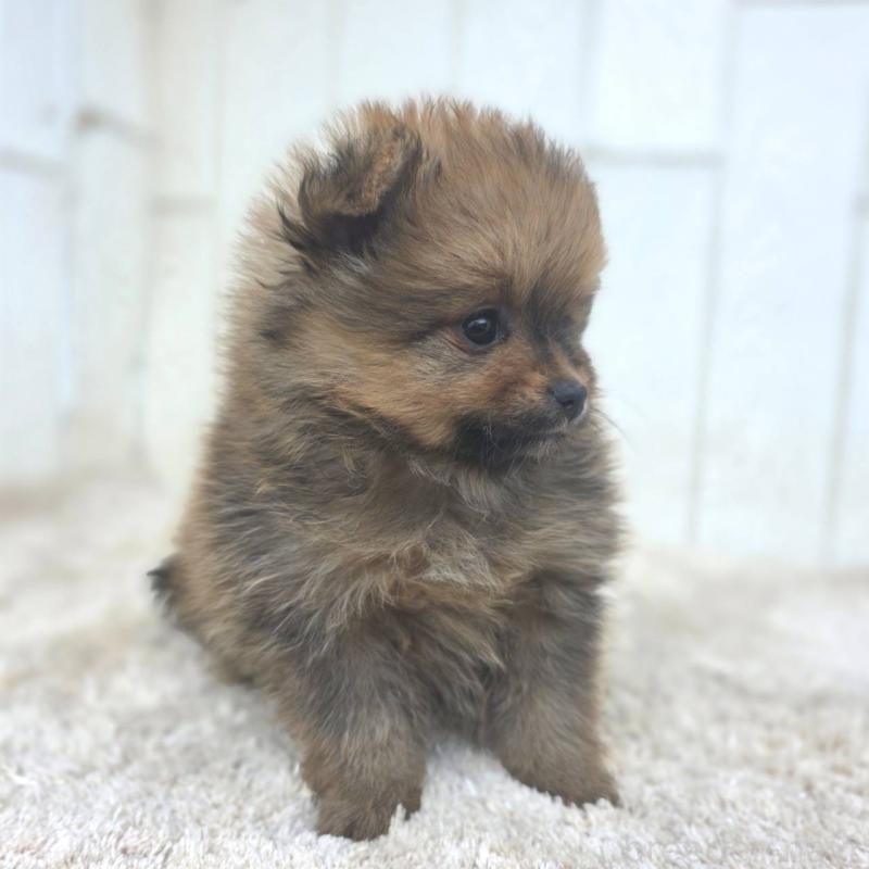 成約済の茨城県のポメラニアン-439501の10枚目