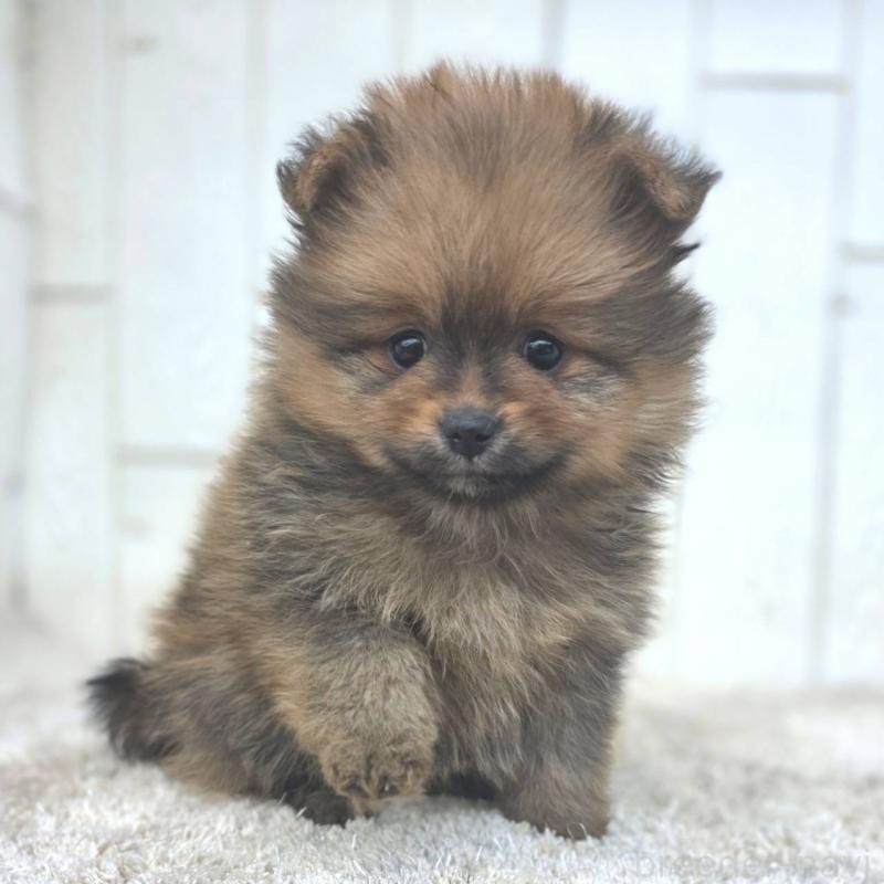 成約済の茨城県のポメラニアン-439501の9枚目