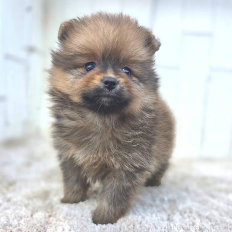 成約済の茨城県のポメラニアン-439501の8枚目