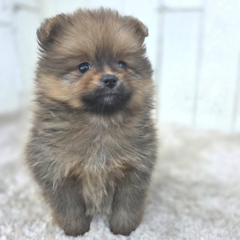 成約済の茨城県のポメラニアン-439501の5枚目