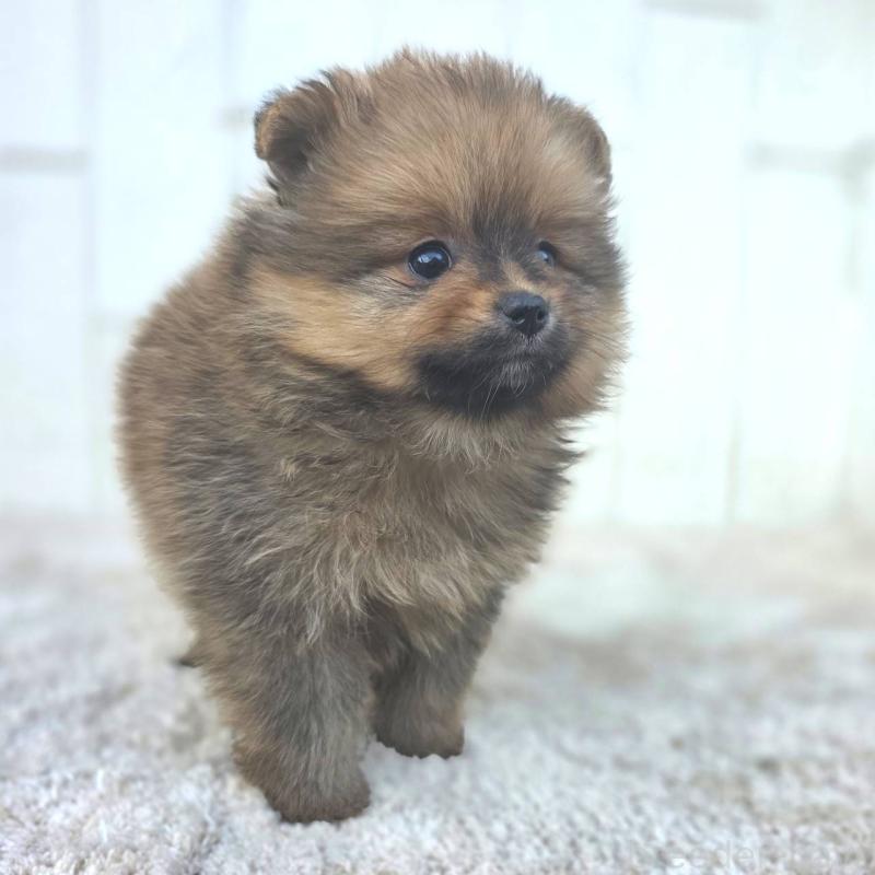 成約済の茨城県のポメラニアン-439501の3枚目