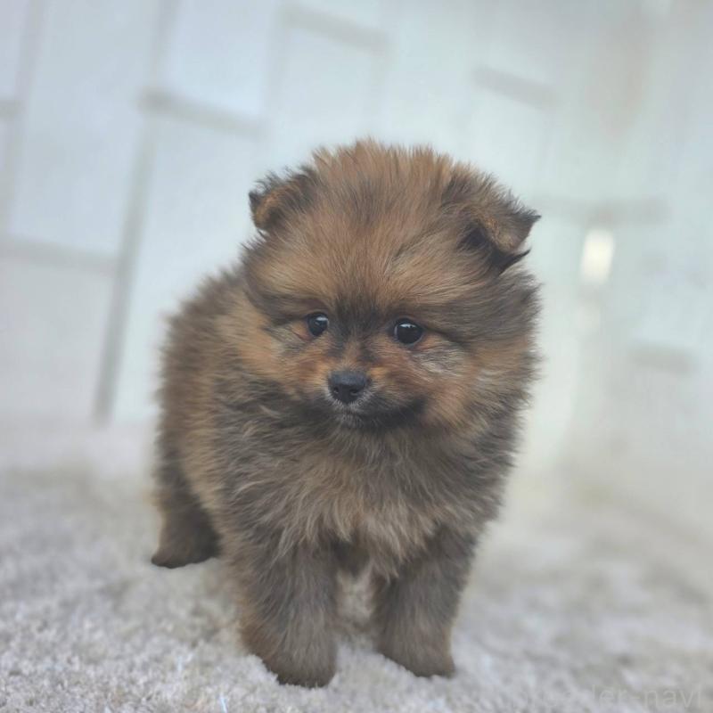 成約済の茨城県のポメラニアン-439501の2枚目