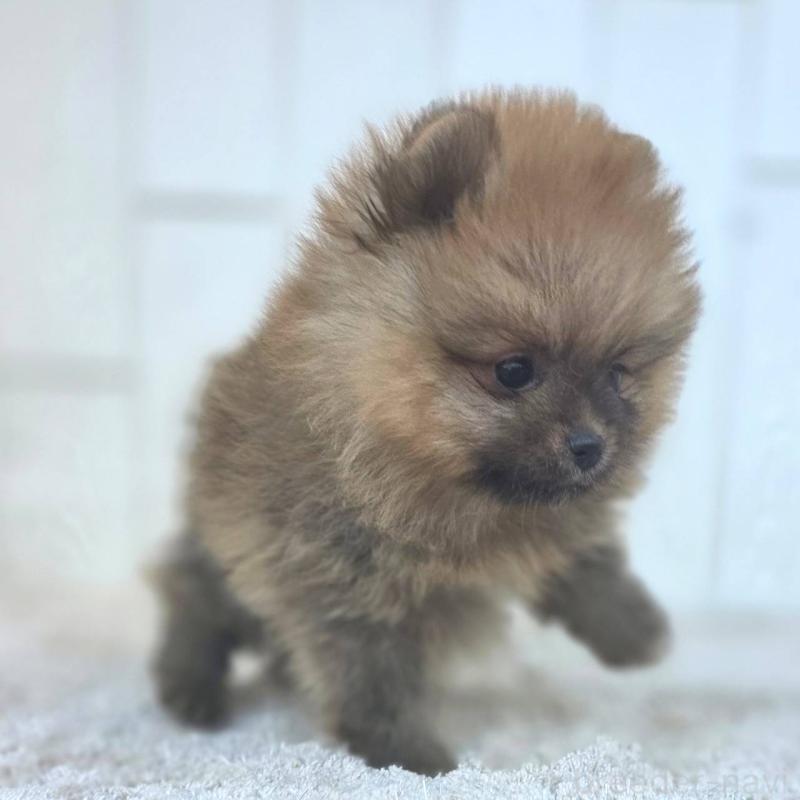 成約済の茨城県のポメラニアン-439504の17枚目