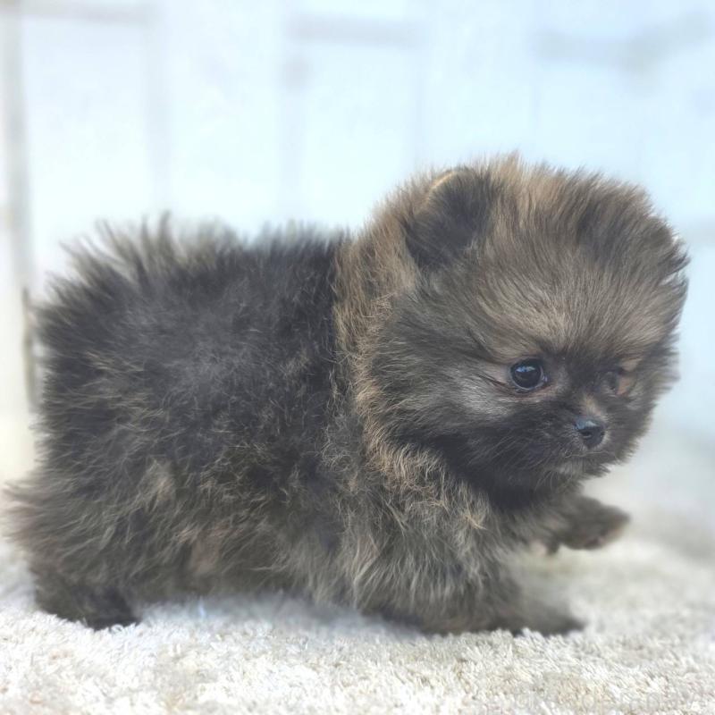 成約済の茨城県のポメラニアン-439504の16枚目