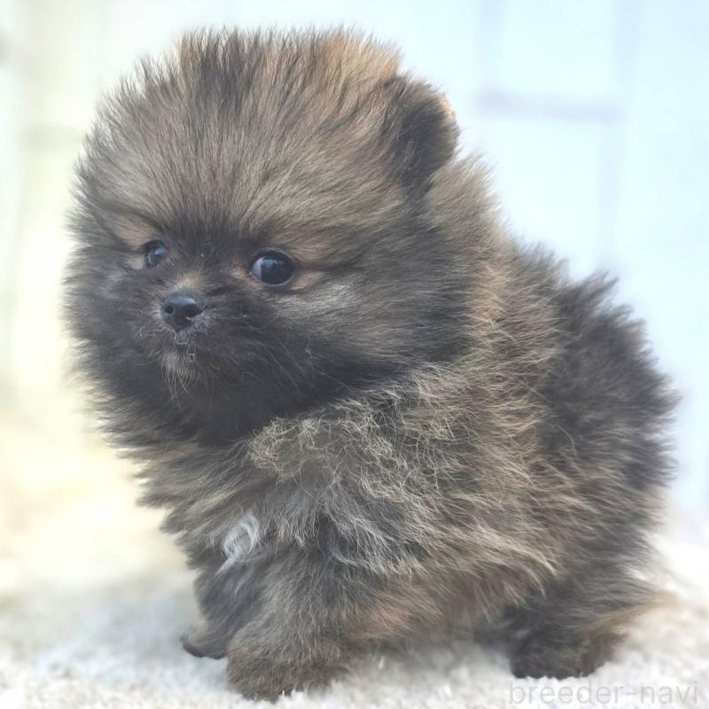 成約済の茨城県のポメラニアン-439504の13枚目