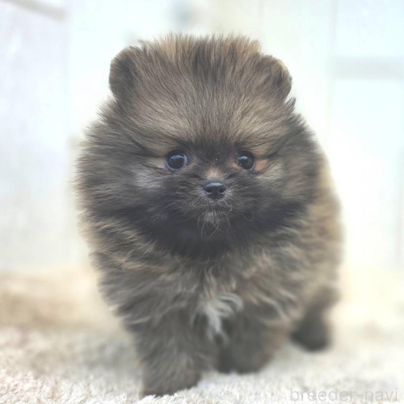 成約済の茨城県のポメラニアン-439504の12枚目