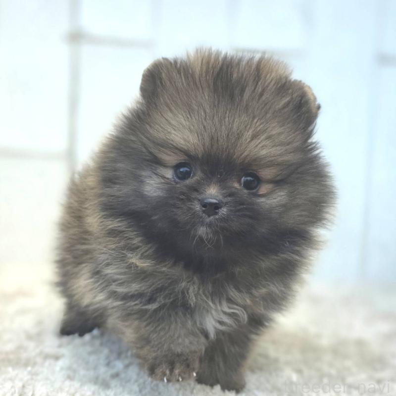 成約済の茨城県のポメラニアン-439504の9枚目