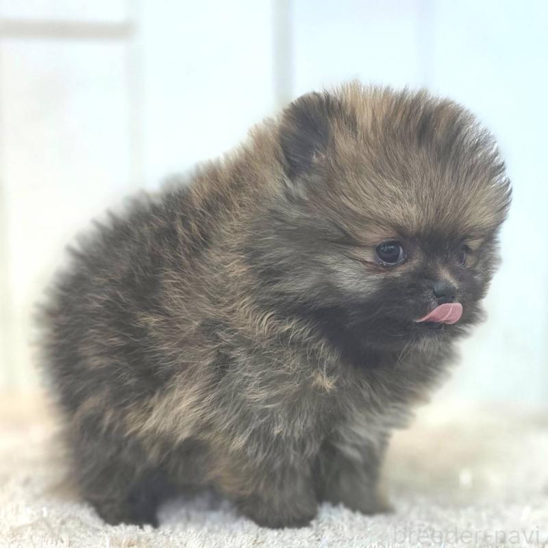 成約済の茨城県のポメラニアン-439504の10枚目