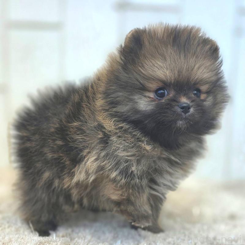 成約済の茨城県のポメラニアン-439504の8枚目