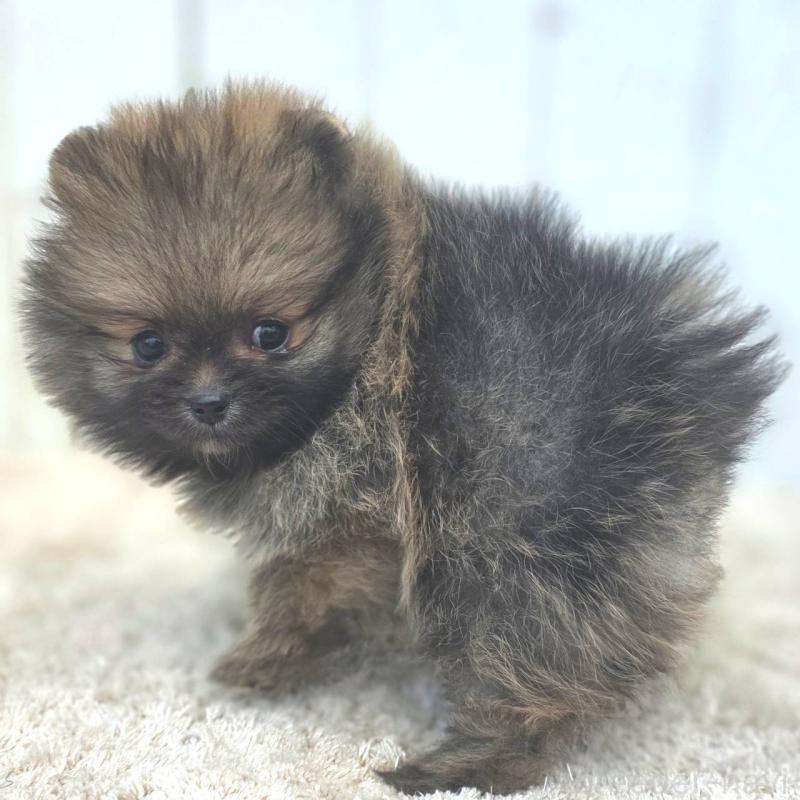 成約済の茨城県のポメラニアン-439504の6枚目