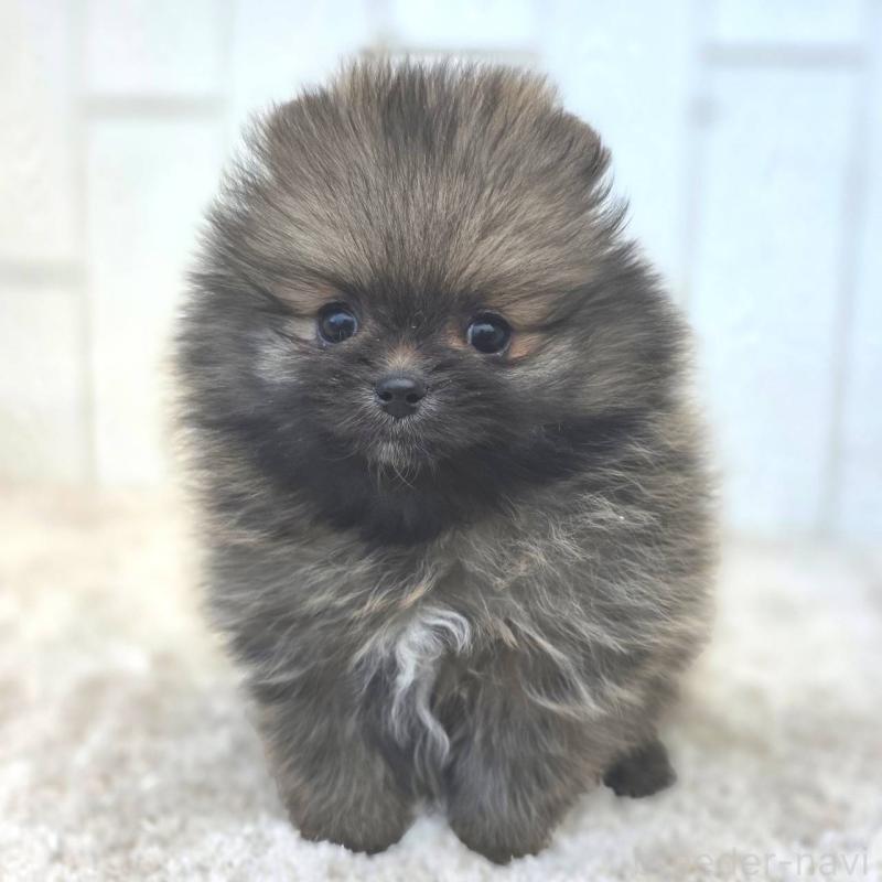 成約済の茨城県のポメラニアン-439504の5枚目