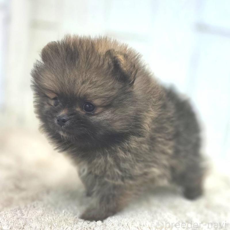 成約済の茨城県のポメラニアン-439504の4枚目