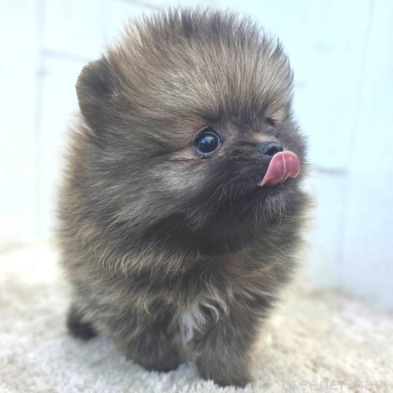 成約済の茨城県のポメラニアン-439504の3枚目