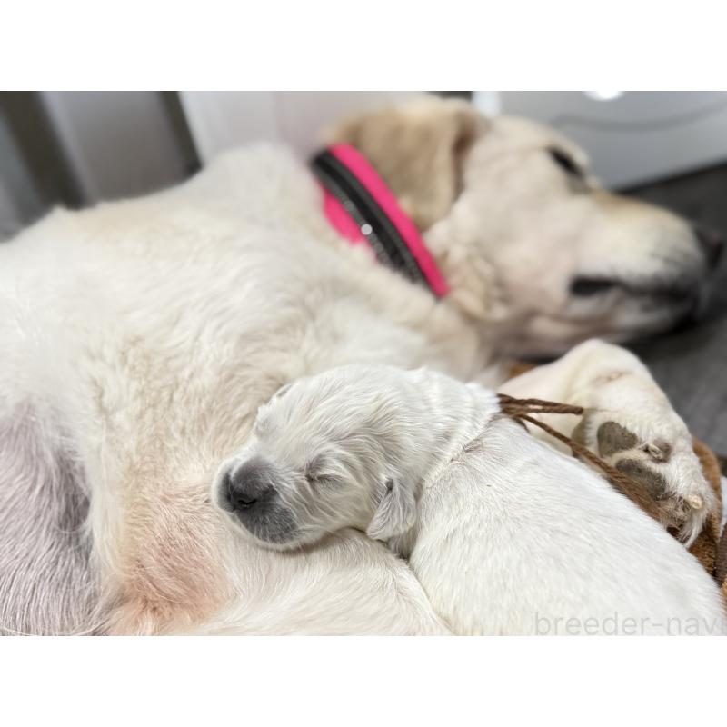 成約済の兵庫県のゴールデンレトリーバー-441257の3枚目