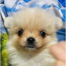 ♀︎ポメチワ:ポメラニアン×チワワ