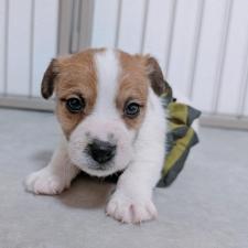 ♀︎ジャックラッセルテリア