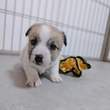 ♀︎ジャックラッセルテリア