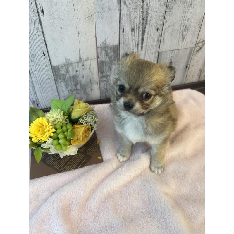 成約済の岐阜県のチワワ(ロングコート)-440417の4枚目