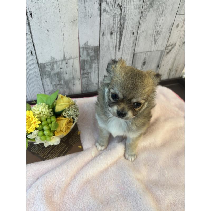 成約済の岐阜県のチワワ(ロングコート)-440417の3枚目